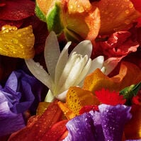 Aqua Allegoria Forte Florabloom  125ml-218558 Aqua Allegoria Forte Florabloom  125ml-218558 3